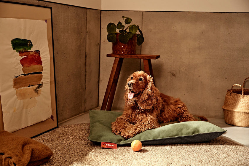 De top vier innovaties in comfort voor je huisdier