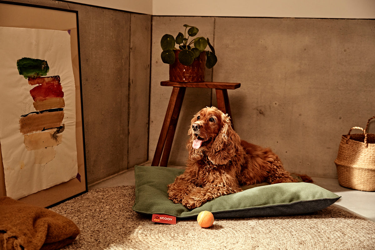 hond op warmtekussen voor huisdieren